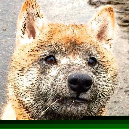 开云官网-跨域封王,从西域到盐湖城,文班亚马的硬仗基因