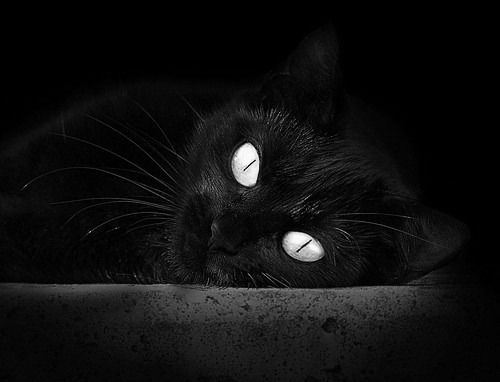 范弗利特主宰赛场,凯尔特人碾压广厦队显霸气