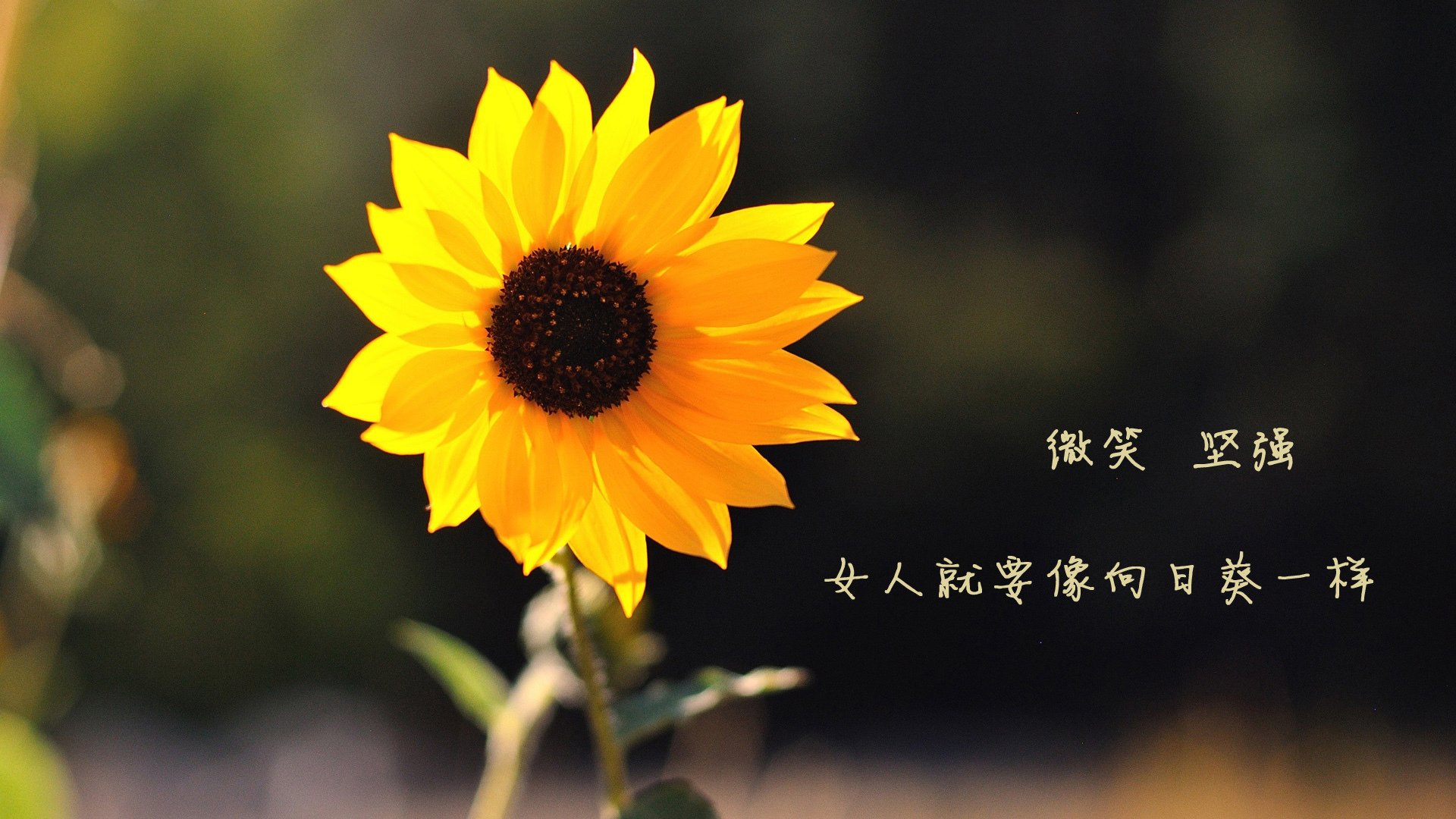 开云体育平台APP-新时代宣言，班凯罗唯一性统治力，传承绿军的荣耀遗产