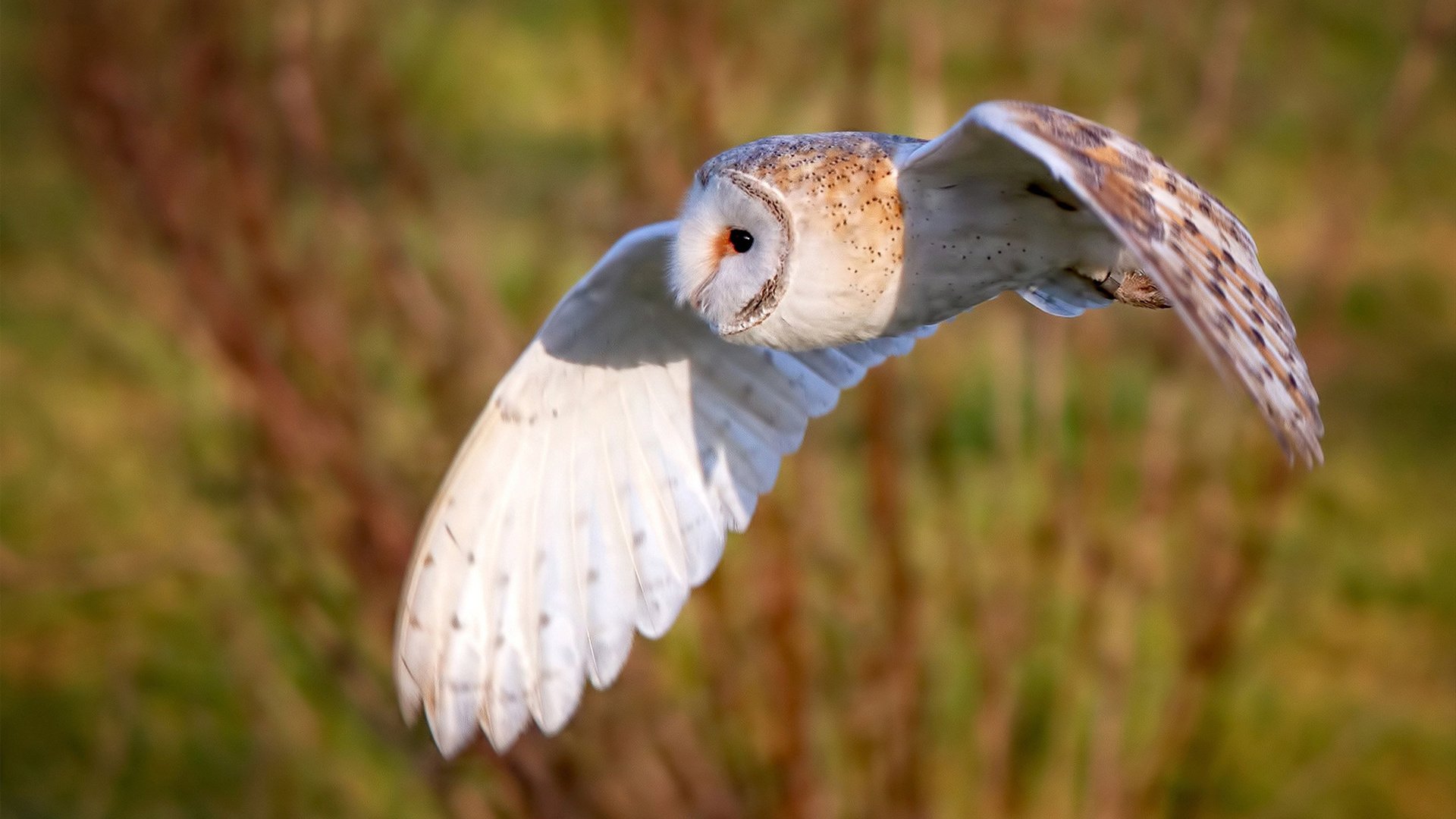 绿茵场上的文明对话,当拉齐奥的蓝邂逅尼日利亚的绿,卡马文加如何成为破局密钥?