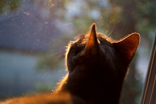 篮球场上的F1战术博弈,热火以精密节奏掌控击溃森林狼