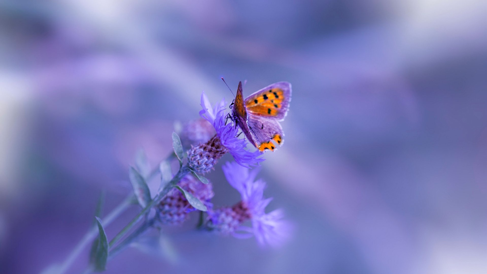 开云体育中国-双重奏，若日尼奥的意大利音符在澳大利亚生死战中奏响凯歌