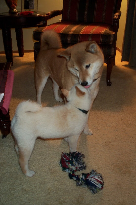 跨越洲际的足球寓言，当蓝军邂逅咖啡骑兵，富安健洋一肩挑起东西方天平