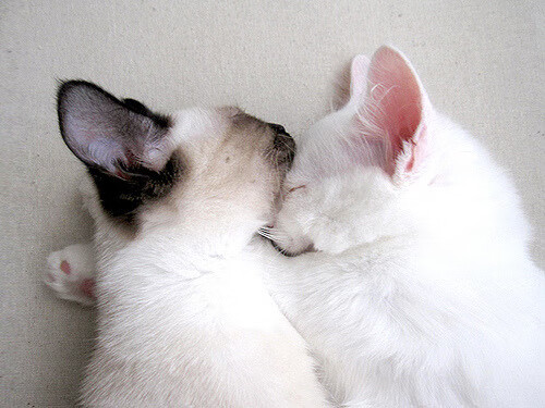 开云下载-哈利伯顿化身魔术师，马刺轻取上海队展现实力碾压