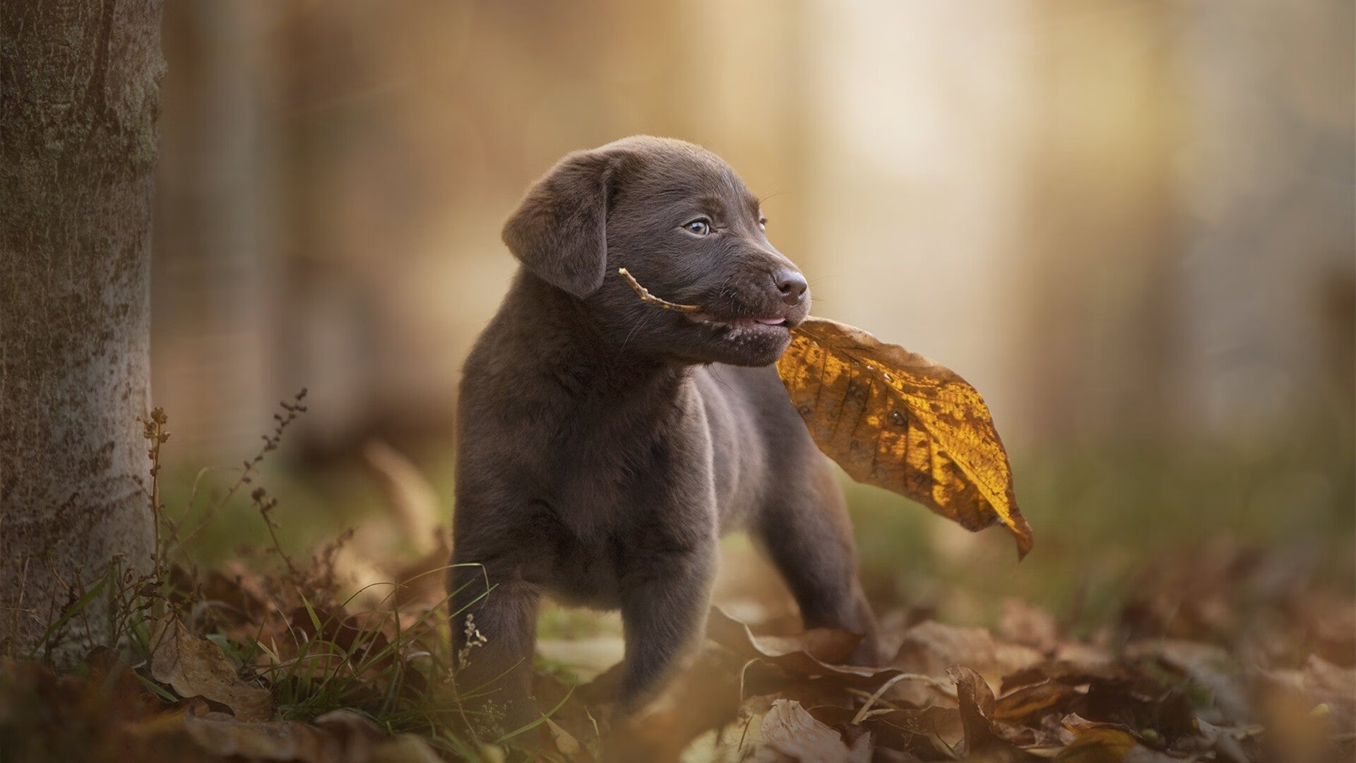 恩比德，驶入巴林赛道