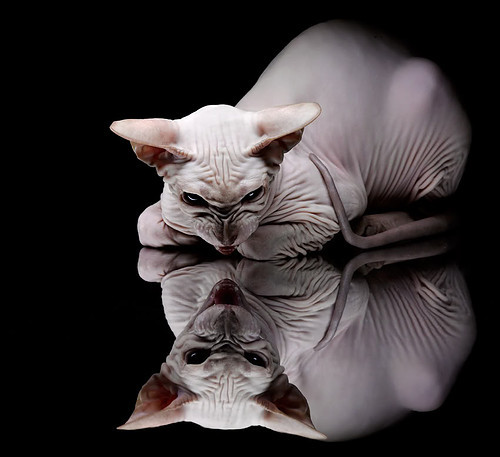 开云官网-赛道与绿茵的双重奏,当巴林夜战引擎轰鸣遇见格列兹曼的手术刀