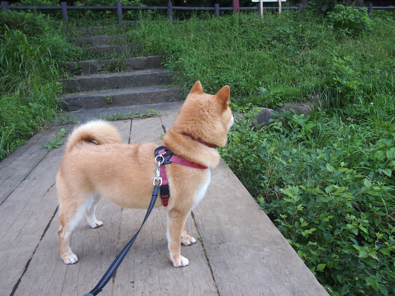 赢家的配方,从瑞典的战术锁链到楚阿梅尼的王者接管