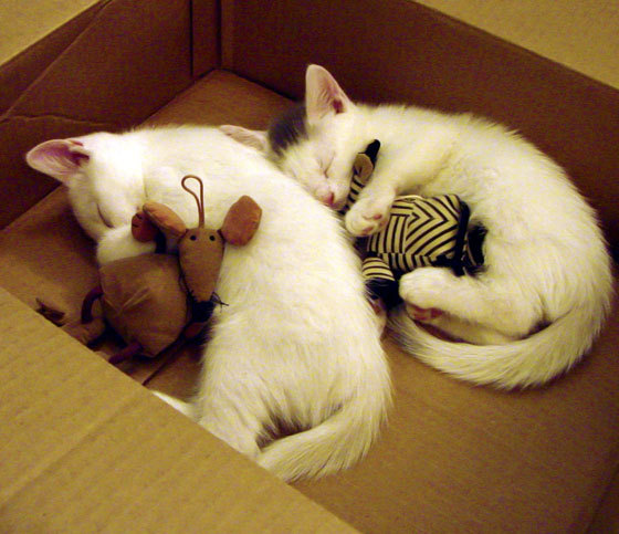 利刃与罗盘，加克波个人爆发与尼斯整体节奏如何切割厄瓜多尔防线