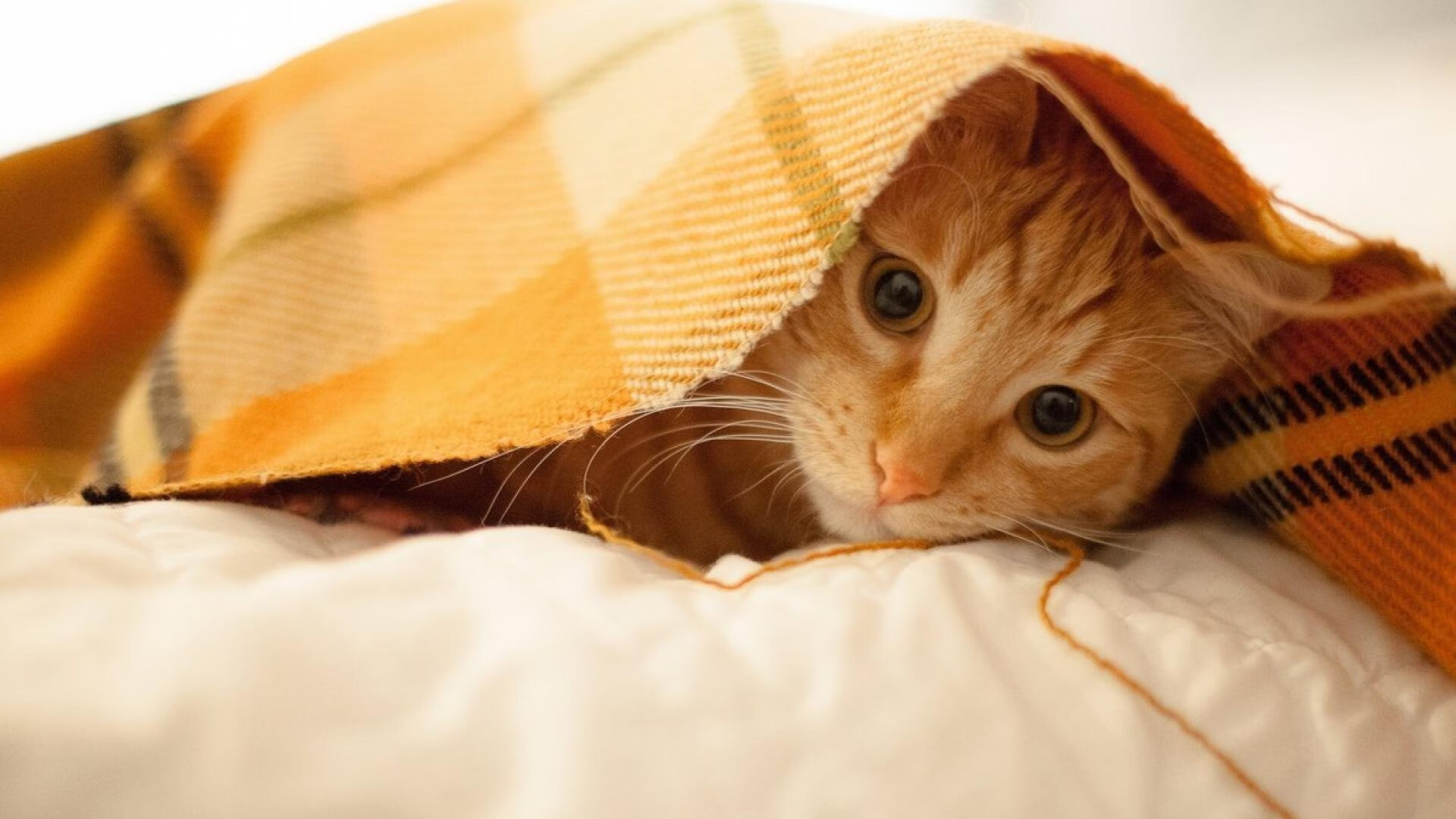 唯一法则,顶弧后撤步,是此刻宇宙唯一的数学