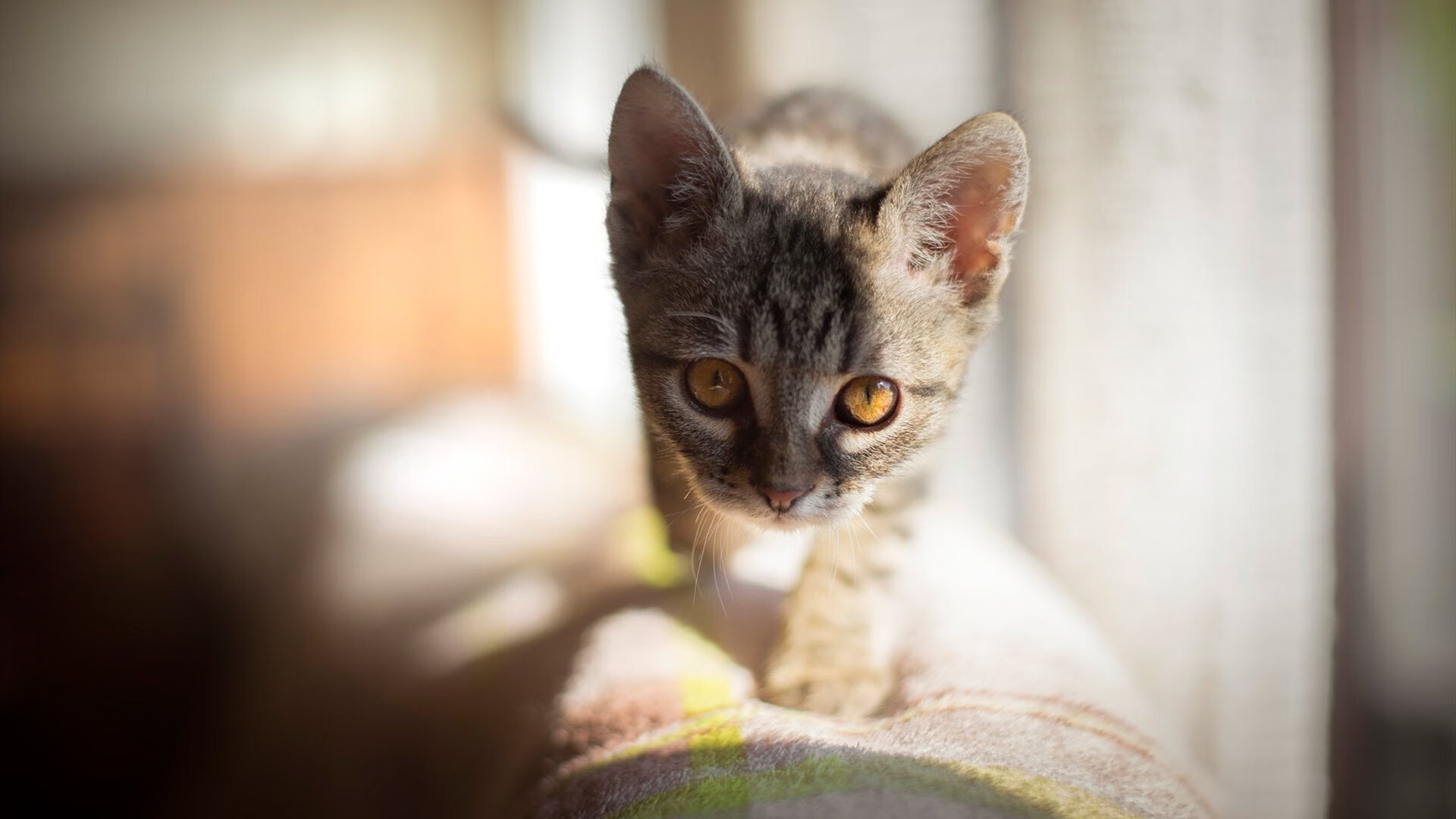 唯一法则,顶弧后撤步,是此刻宇宙唯一的数学