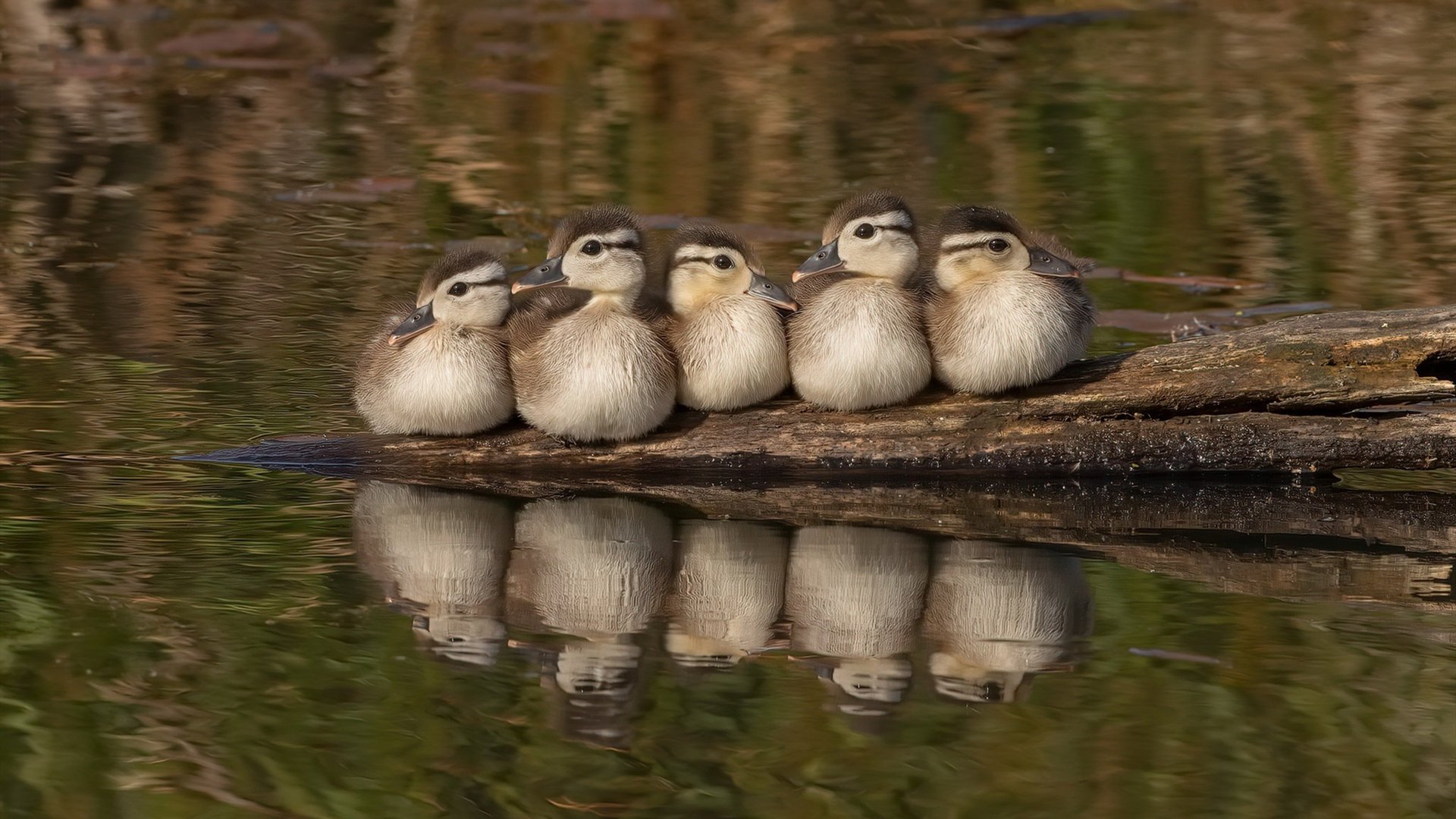 超巨时刻，当布伦森的子弹与锡安的洪流，在不同赛场写下同一法则